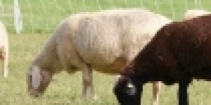 属羊2021年运势及运程-2021年属羊人的全年每月运势