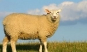 2003年属羊2021年运势及运程-03年属羊18岁运势冲太岁化解